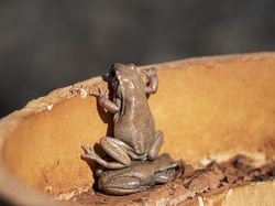 25 Foto Lucu Nikon Comedy Wildlife Awards 2025, Dijamin Bikin Ngakak!