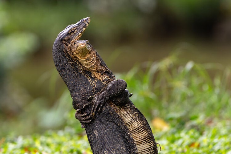 Nikon Comedy Wildlife Awards 2025 Nikon Comedy Wildlife Awards 2025