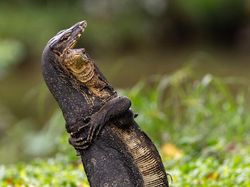 25 Foto Lucu Nikon Comedy Wildlife Awards 2025, Dijamin Bikin Ngakak!