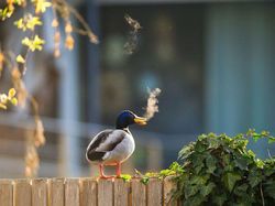 25 Foto Lucu Nikon Comedy Wildlife Awards 2025, Dijamin Bikin Ngakak!