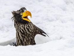 25 Foto Lucu Nikon Comedy Wildlife Awards 2025, Dijamin Bikin Ngakak!