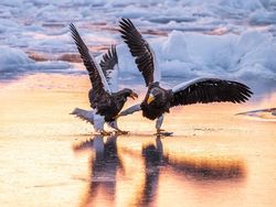 25 Foto Lucu Nikon Comedy Wildlife Awards 2025, Dijamin Bikin Ngakak!