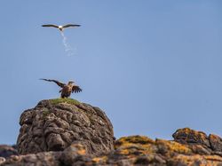 25 Foto Lucu Nikon Comedy Wildlife Awards 2025, Dijamin Bikin Ngakak!