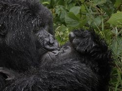 25 Foto Lucu Nikon Comedy Wildlife Awards 2025, Dijamin Bikin Ngakak!