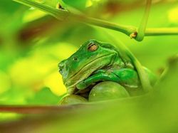 25 Foto Lucu Nikon Comedy Wildlife Awards 2025, Dijamin Bikin Ngakak!