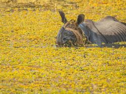 25 Foto Lucu Nikon Comedy Wildlife Awards 2025, Dijamin Bikin Ngakak!