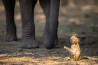 Nikon Comedy Wildlife Awards 2025 Nikon Comedy Wildlife Awards 2025