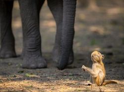 25 Foto Lucu Nikon Comedy Wildlife Awards 2025, Dijamin Bikin Ngakak!