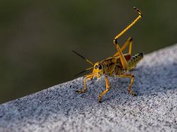 25 Foto Lucu Nikon Comedy Wildlife Awards 2025, Dijamin Bikin Ngakak!