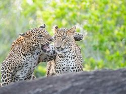 25 Foto Lucu Nikon Comedy Wildlife Awards 2025, Dijamin Bikin Ngakak!