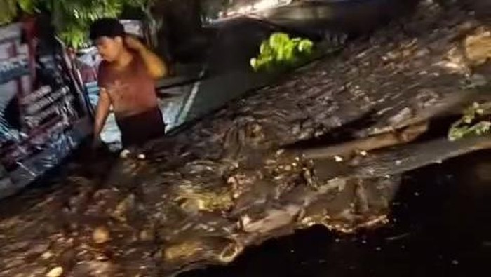 Pohon Munggur berukuran besar tumbang di ringroad selatan, tepatnya di Singosaren, Banguntapan, Bantul.