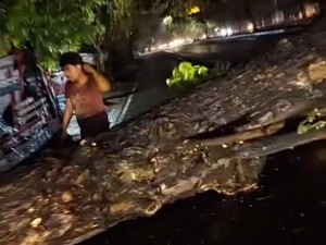 Hujan Deras-Angin Kencang Terjang Bantul, Pohon Munggur di Ring Road Tumbang