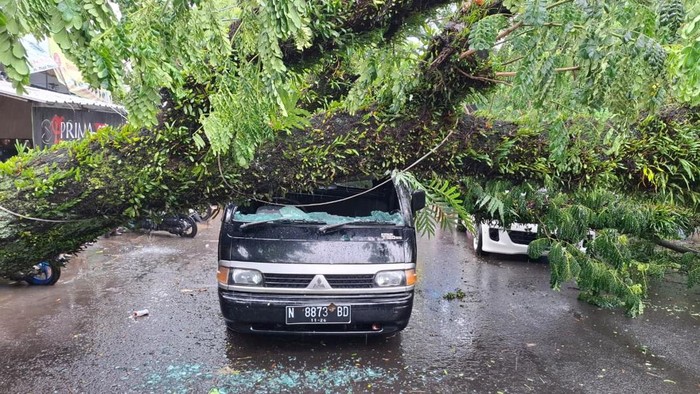Pohon tubang timpa mobil di Kota Malang Pohon tubang timpa mobil di Kota Malang