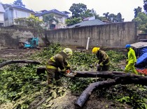 Bandung Diterjang Hujan dan Angin, Empat Pohon Tumbang