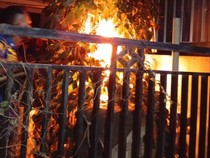 Mbah Kastari Warga Pemalang Tewas Disengat Tawon Vespa Saat Bersihkan Halaman