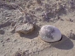 Langka! Telur Dinosaurus Ditemukan Sempurna Setelah 70 Juta Tahun