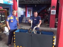 Ular Black Boiga 1,6 Meter di Depan Salon Palopo Bikin Geger