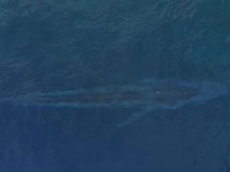 Heboh Paus Biru Sepanjang 20 Meter Muncul di Laut Gorontalo