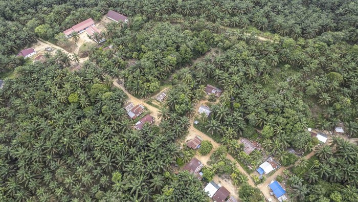Warga Suku Batin Sembilan Hadapi Ketimpangan di Tengah Sawit Foto udara kawasan Trans Sosial Suku Batin Sembilan di Muaro Singoan, Batang Hari, Jambi, Rabu (22/10/2025). Kawasan Trans Sosial yang dibangun pemerintah pada tahun 1999 untuk menyediakan ruang hidup bagi warga Suku Batin Sembilan di tengah-tengah hutan lebat Sumatera tersebut kini berubah menjadi kawasan perkebunan kelapa sawit milik perorangan dan beberapa perusahaan. ANTARA FOTO/Wahdi Septiawan/rwa.