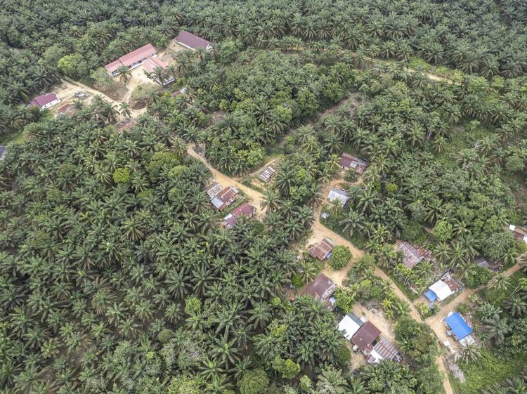 Warga Suku Batin Sembilan Hadapi Ketimpangan di Tengah Sawit