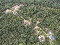 Warga Suku Batin Sembilan Hadapi Ketimpangan di Tengah Sawit