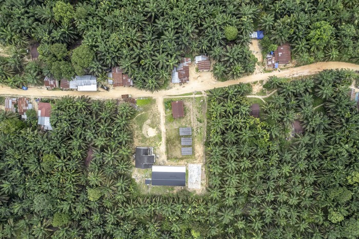 Studi: Perkebunan Kelapa Sawit Tidak Bisa Menggantikan Hutan Tropis