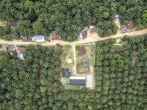 Studi: Perkebunan Kelapa Sawit Tidak Bisa Menggantikan Hutan Tropis