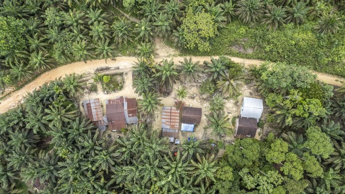 Warga Suku Batin Sembilan Hadapi Ketimpangan di Tengah Sawit Foto udara kawasan Trans Sosial Suku Batin Sembilan di Muaro Singoan, Batang Hari, Jambi, Rabu (22/10/2025). Kawasan Trans Sosial yang dibangun pemerintah pada tahun 1999 untuk menyediakan ruang hidup bagi warga Suku Batin Sembilan di tengah-tengah hutan lebat Sumatera tersebut kini berubah menjadi kawasan perkebunan kelapa sawit milik perorangan dan beberapa perusahaan. ANTARA FOTO/Wahdi Septiawan/rwa.