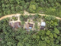 Video: Puluhan Ribu Hektare Hutan di Aceh, Sumut dan Sumbar Hilang