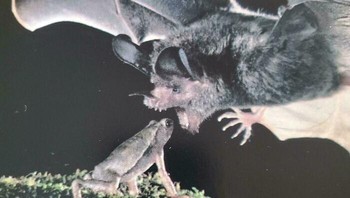 Penasaran sama nasib kodoknya. Foto: Bored Panda