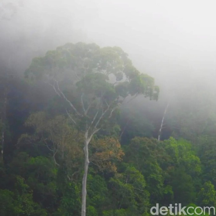 Negosiasi pembebasan lahan untuk Proyek Strategis Nasional (PSN) Pembangkit Listrik Tenaga Air (PLTA) Mentarang Induk di Kabupaten Malinau, Kalimantan Utara (Kaltara) menemui jalan buntu.