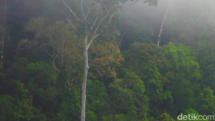 Ilustrasi Long Berang Negosiasi pembebasan lahan untuk Proyek Strategis Nasional (PSN) Pembangkit Listrik Tenaga Air (PLTA) Mentarang Induk di Kabupaten Malinau, Kalimantan Utara (Kaltara) menemui jalan buntu.