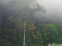 PLTA Mentarang Akan Tenggelamkan Ruang Hidup, Ganti Rugi Rp 350/Meter Ditolak