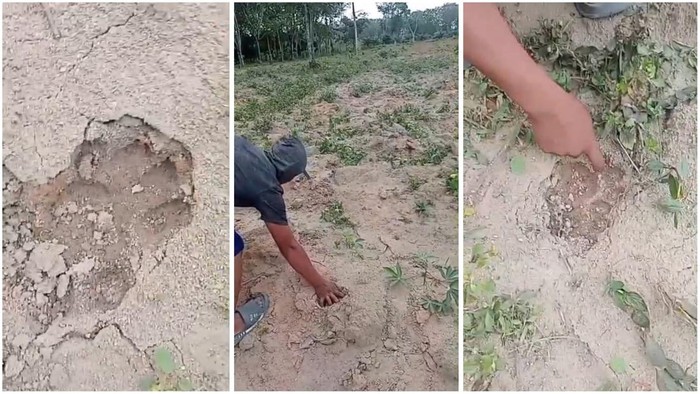Jejak Harimau Ditemukan di Way Kanan, BKSDA Lampung Minta Tetap Waspada