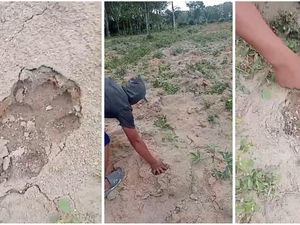 Jejak Harimau Ditemukan di Way Kanan, BKSDA Lampung Minta Tetap Waspada