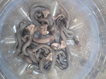 Hii! 16 Anakan Ular Kobra Dievakuasi di Boto Klaten