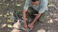 Sedih, Komodo Mati Diduga Tertabrak Mobil di Labuan Bajo Sedih, Komodo Mati Diduga Tertabrak Mobil di Labuan Bajo
