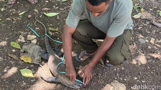 Sedih, Komodo Mati Diduga Tertabrak Mobil di Labuan Bajo Sedih, Komodo Mati Diduga Tertabrak Mobil di Labuan Bajo