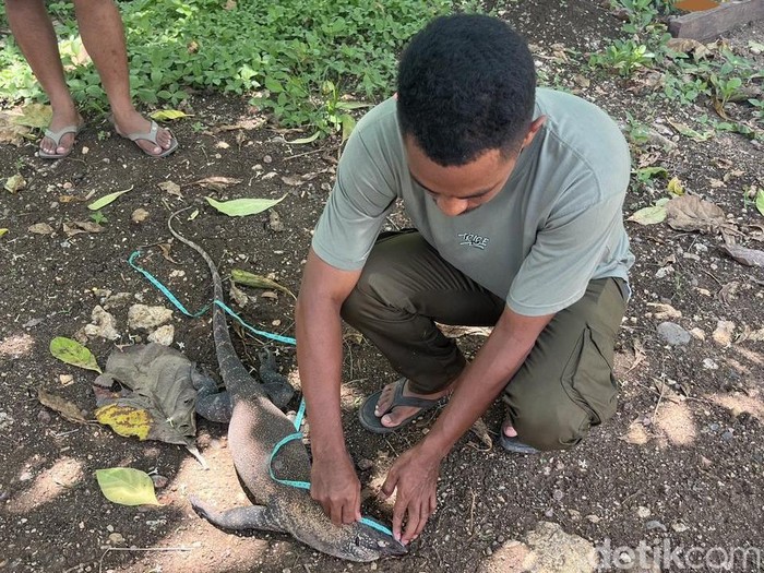 Petugas Resort BBKSDA NTT di Labuan Bajo mengamankan Komodo yang ditemukan mati di ruas jalan Labuan Bajo-Golo Mori, Manggarai Barat, NTT pada 19 Oktober 2025.