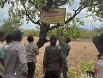 Petugas Lagi-lagi Temukan Jalur Pendakian Ilegal di Tambora, Total Sudah Enam