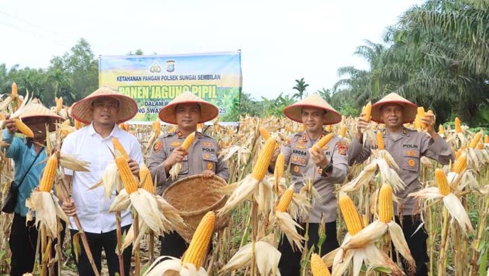 Polres Dumai panen 1 ton jagung dukung ketahanan pangan nasional. Polres Dumai panen 1 ton jagung dukung ketahanan pangan nasional.