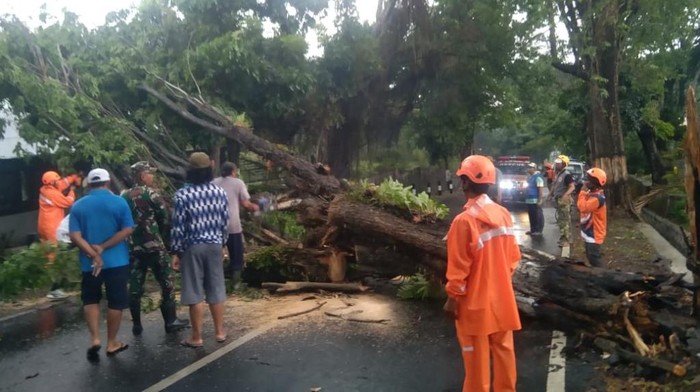 Evakuasi pohon tumbang di Pasuruan Evakuasi pohon tumbang di jalan wisata Prigen Pandaan, Pasuruan