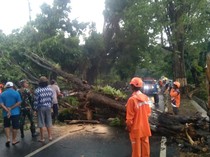 Evakuasi Pohon Tumbang di Jalan Wisata Prigen-Pandaan Tuntas, Lalin Normal