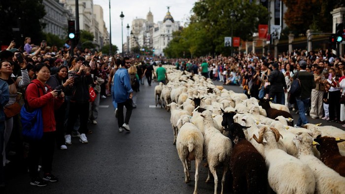 Festival Migrasi Domba Hadirkan Pemandangan Langka di Tengah Kota A flock ofΒ sheepΒ strolls through Madrid's city center as people watch on during the annual parade on the streets ofΒ the Spanish capital, as shepherds demand to exercise their right to use traditional migration routes for their livestock from northernΒ SpainΒ to winter grazing pasture land in southernΒ Spain, inΒ Madrid,Β SpainΒ October 19, 2025. REUTERS/Alejandro Martinez Velez
