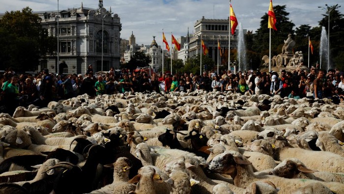 A flock of sheep strolls through Madrid's city center as people watch on during the annual parade on the streets of the Spanish capital, as shepherds demand to exercise their right to use traditional migration routes for their livestock from northern Spain to winter grazing pasture land in southern Spain, in Madrid, Spain October 19, 2025. REUTERS/Alejandro Martinez Velez