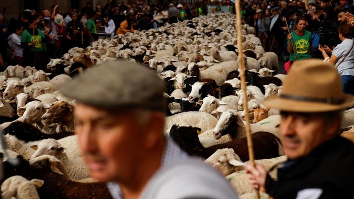 A flock of sheep strolls through Madrid's city center as people watch on during the annual parade on the streets of the Spanish capital, as shepherds demand to exercise their right to use traditional migration routes for their livestock from northern Spain to winter grazing pasture land in southern Spain, in Madrid, Spain October 19, 2025. REUTERS/Alejandro Martinez Velez