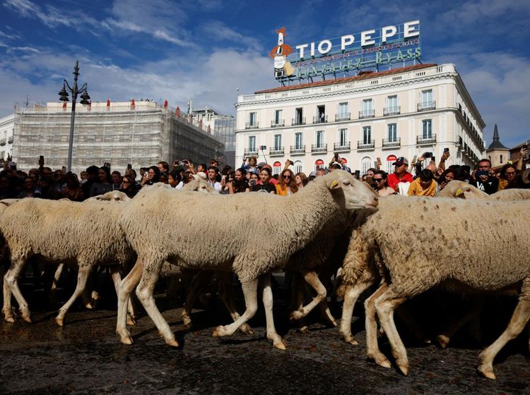 Festival Migrasi Domba Hadirkan Pemandangan Langka di Tengah Kota