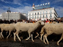 Festival Migrasi Domba Hadirkan Pemandangan Langka di Tengah Kota