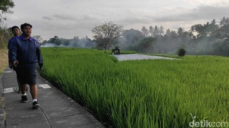 Subak Terancam Punah di Bali, Tantangan Besar Ada di Depan Mata