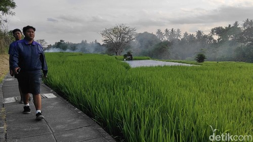 Hamparan sawah hijau di jogging track Subak Penarungan, Mengwi, Badung, Bali. (Foto: Agus Eka/detikBali)